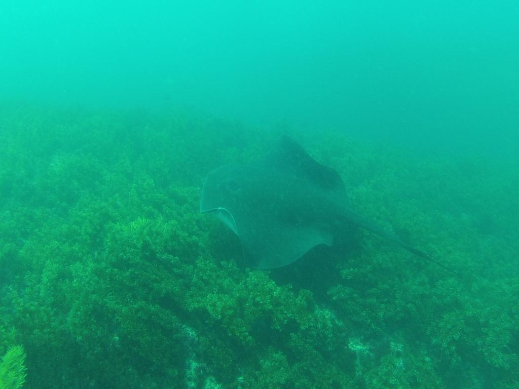 215 - 20140120 Rottnest Island Dive2