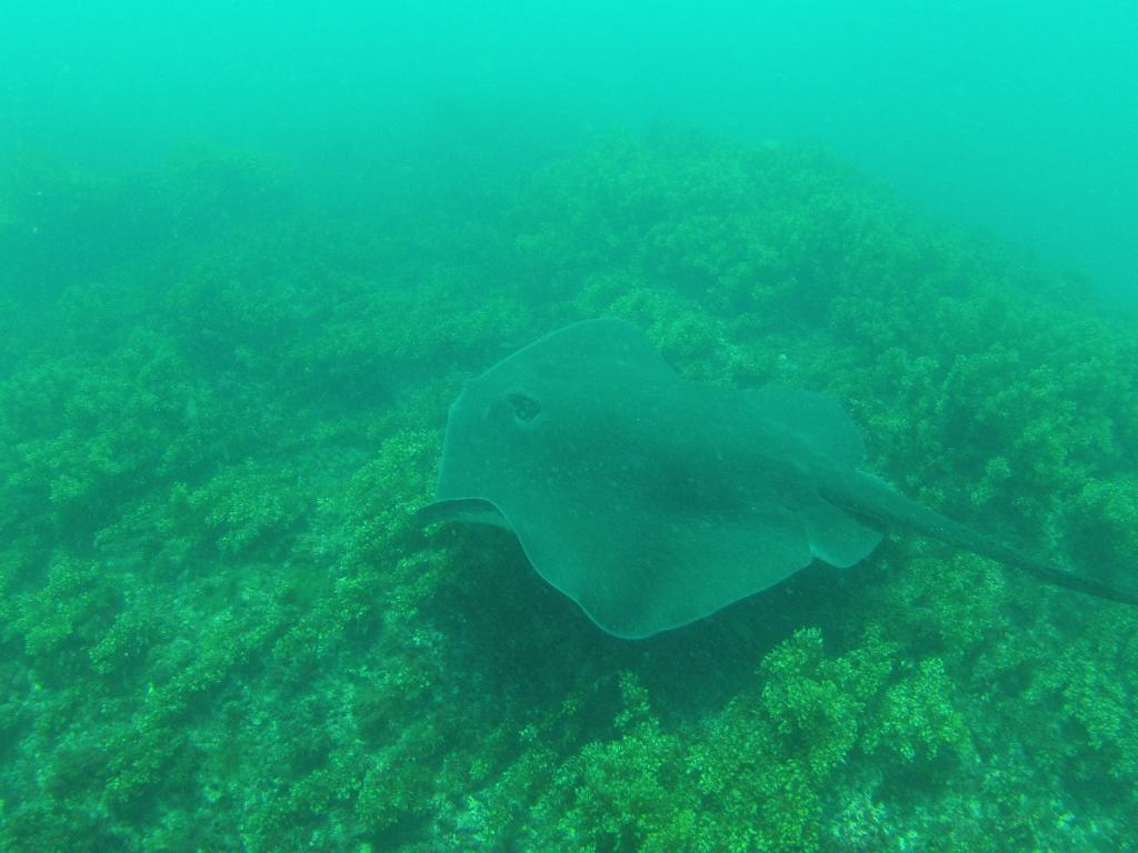 216 - 20140120 Rottnest Island Dive2