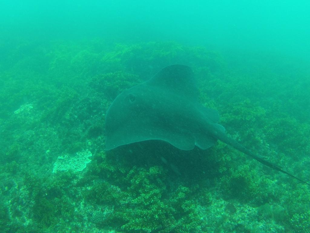 217 - 20140120 Rottnest Island Dive2