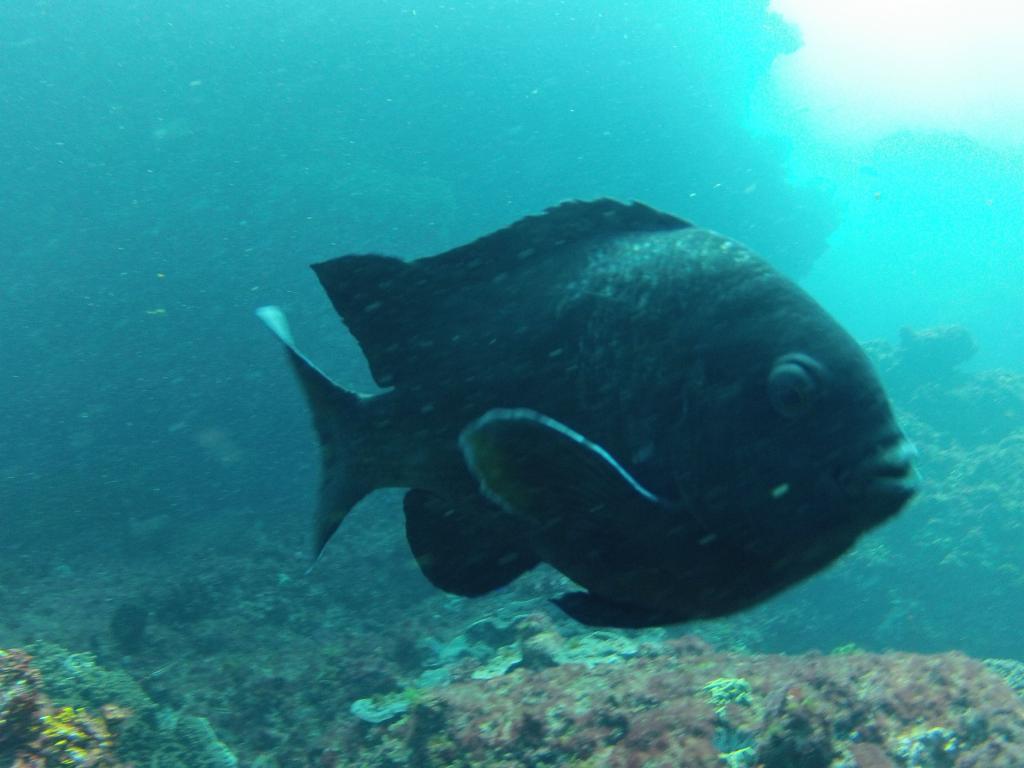 223 - 20140120 Rottnest Island Dive2