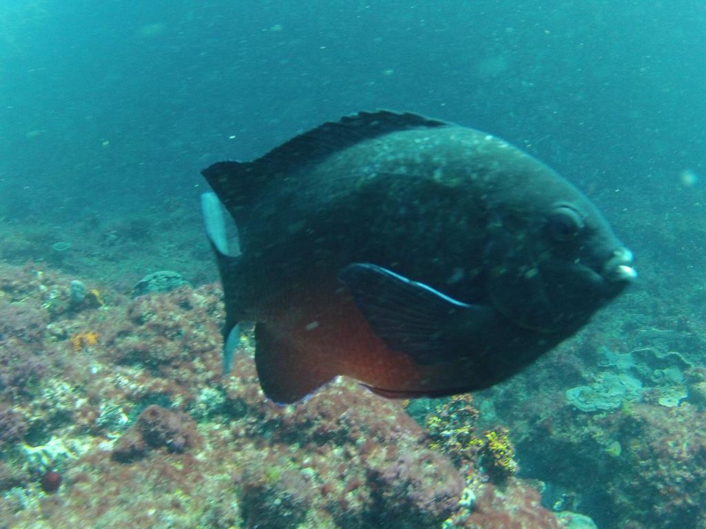 224 - 20140120 Rottnest Island Dive2