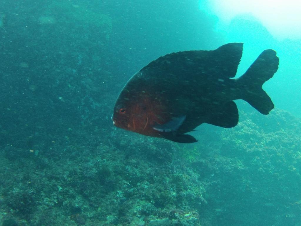 225 - 20140120 Rottnest Island Dive2