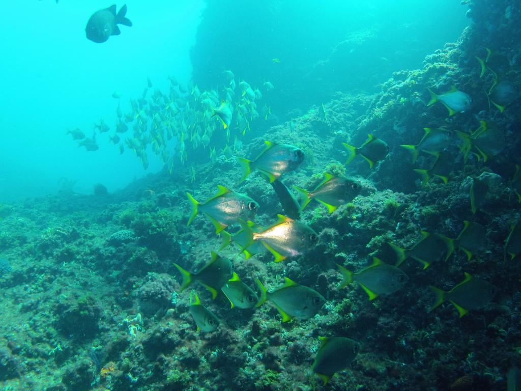 226 - 20140120 Rottnest Island Dive2