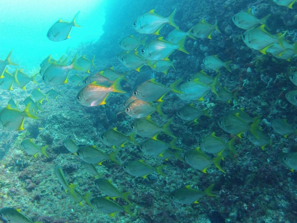 228 - 20140120 Rottnest Island Dive2