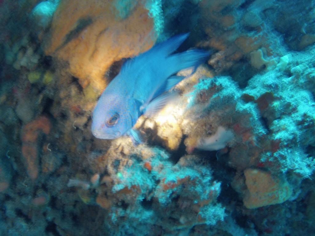 230 - 20140120 Rottnest Island Dive2