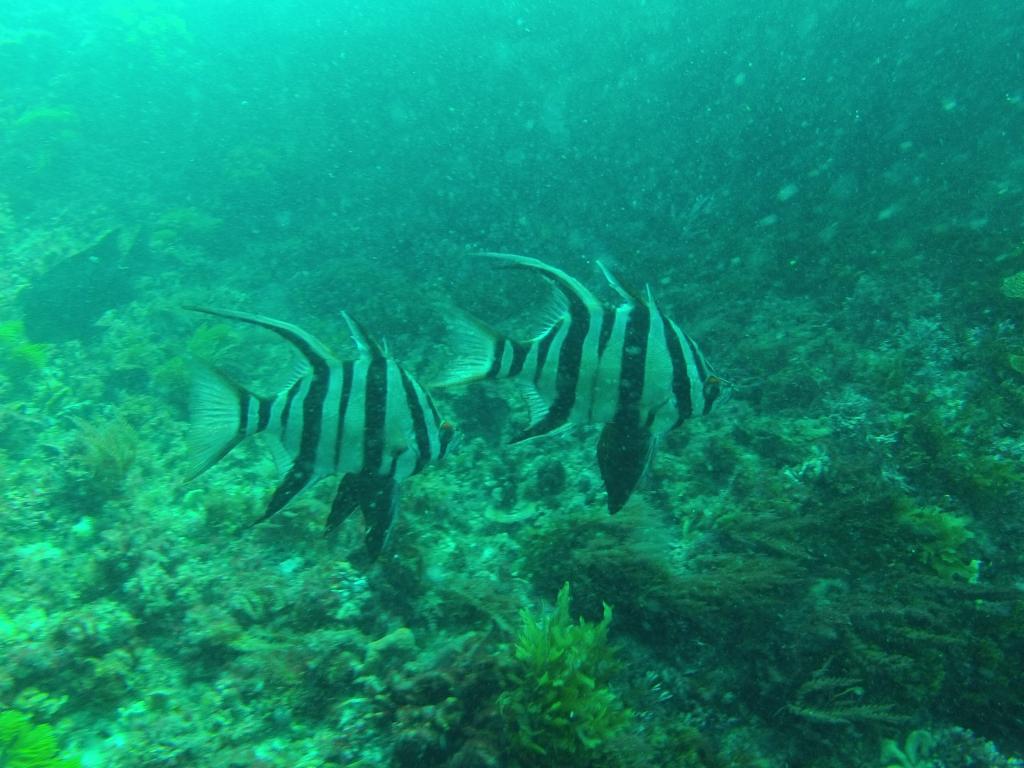 242 - 20140120 Rottnest Island Dive2