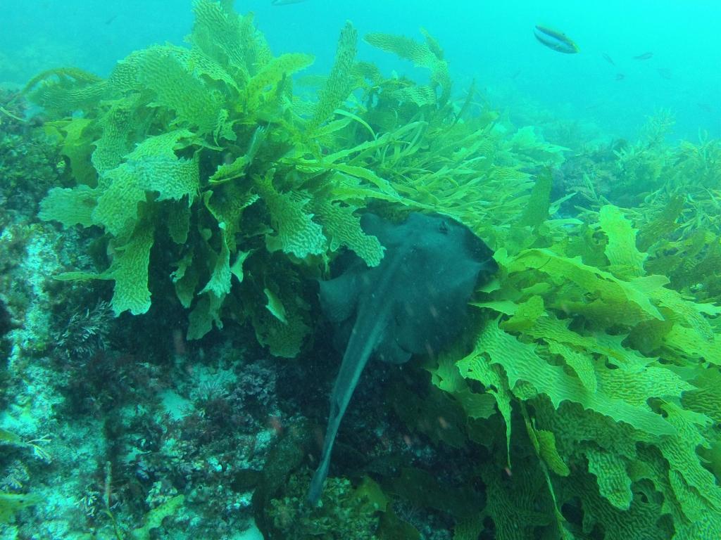 243 - 20140120 Rottnest Island Dive2