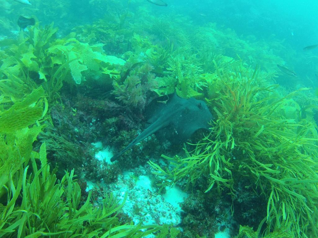 245 - 20140120 Rottnest Island Dive2