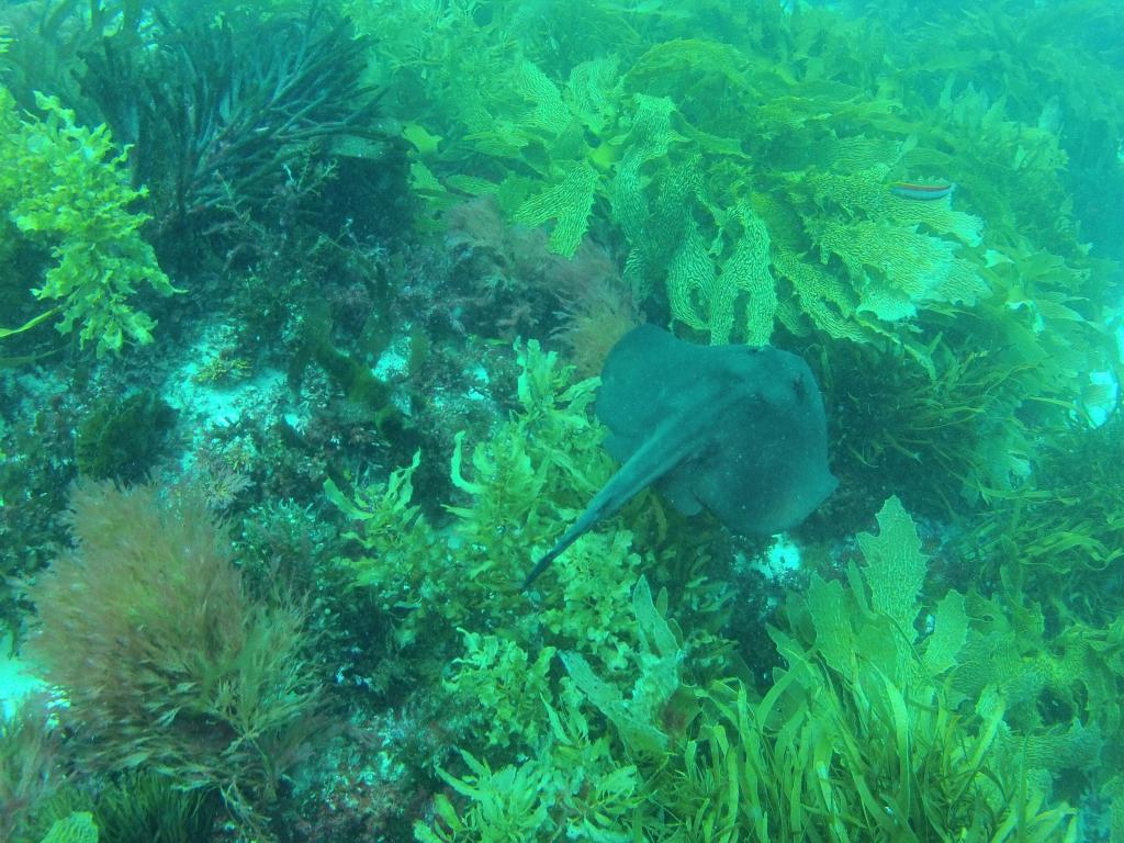 248 - 20140120 Rottnest Island Dive2