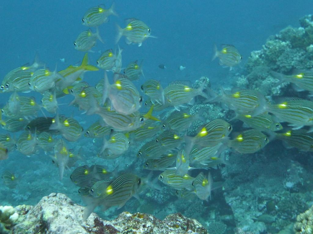 1426 - Yonaguni-Dive1-4