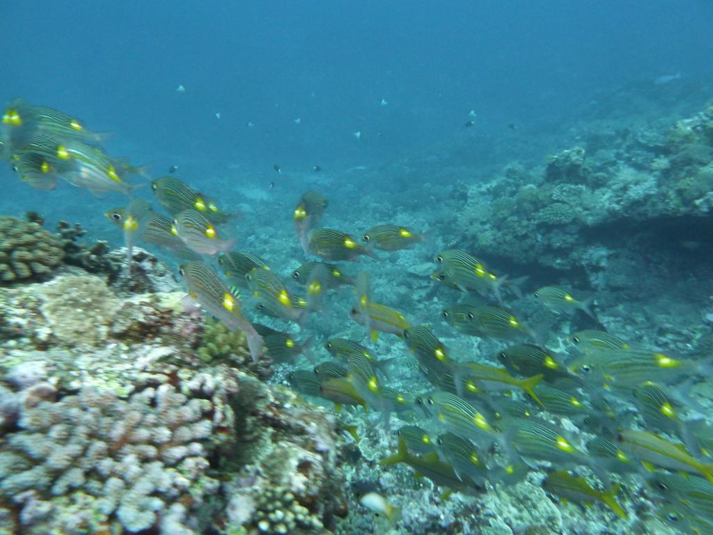 1428 - Yonaguni-Dive1-4