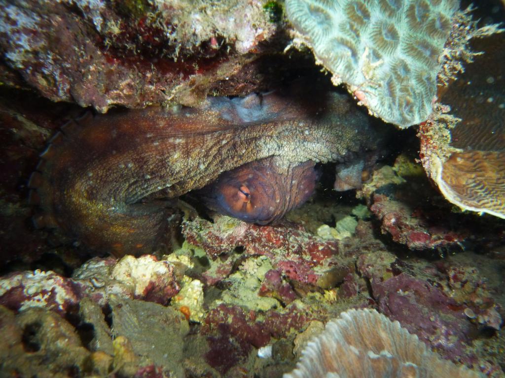 4303 - Kerama Dive1-3