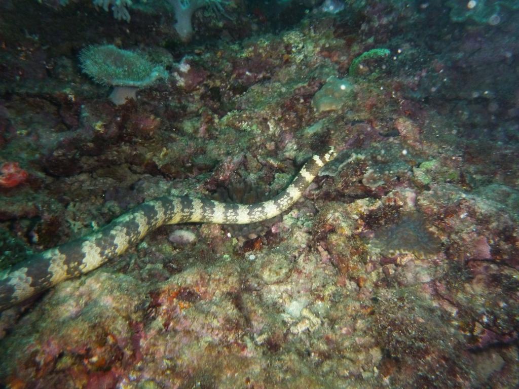 4309 - Kerama Dive1-3