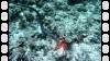 5100 - Kerama Dive2-1-5126 Kerama Dive2-1