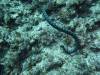 5100 - Kerama Dive2-1-5127 Kerama Dive2-1