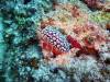 5200 - Kerama Dive2-2-5206 Kerama Dive2-2