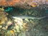 5300 - Kerama Dive2-3-5303 Kerama Dive2-3