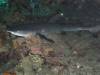 5300 - Kerama Dive2-3-5305 Kerama Dive2-3