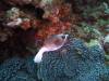 5300 - Kerama Dive2-3-5311 Kerama Dive2-3