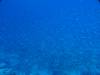 Dive1-1 Komba Reef-102 Dive1-1 Komba Reef