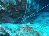 Dive1-1 Komba Reef-104 Dive1-1 Komba Reef