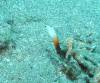 Dive1-1 Komba Reef-108 Dive1-1 Komba Reef