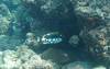 Dive1-1 Komba Reef-109 Dive1-1 Komba Reef