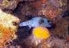 Dive1-2 Komba Reef-101 Dive1-2 Komba Reef