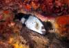 Dive1-2 Komba Reef-102 Dive1-2 Komba Reef