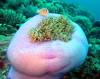 Dive1-2 Komba Reef-107 Dive1-2 Komba Reef