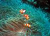 103 - Dive1-2 Komba Reef