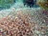 110 - Dive1-2 Komba Reef