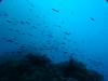 101 - Dive1-3 Komba Ridge