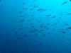 102 - Dive1-3 Komba Ridge