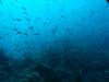 103 - Dive1-3 Komba Ridge