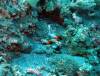 108 - Dive1-3 Komba Ridge