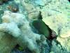 110 - Dive1-3 Komba Ridge
