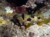 113 - Dive3-4N Reong Wall