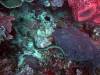 101 - Dive4-1 Snake Pit