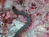 103 - Dive4-1 Snake Pit