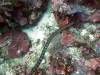 107 - Dive4-1 Snake Pit