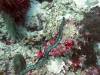 108 - Dive4-1 Snake Pit