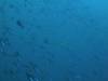 115 - Dive4-1 Snake Pit