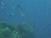 119 - Dive4-1 Snake Pit
