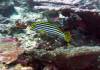 121 - Dive4-1 Snake Pit