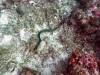 122 - Dive4-1 Snake Pit