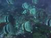 124 - Dive4-1 Snake Pit