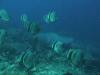 125 - Dive4-1 Snake Pit