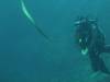 126 - Dive4-1 Snake Pit