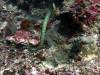 128 - Dive4-1 Snake Pit